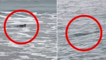 Videos | Cocodrilos sorprenden a turistas en Ixtapa Zihuatanejo; autoridades emiten alerta