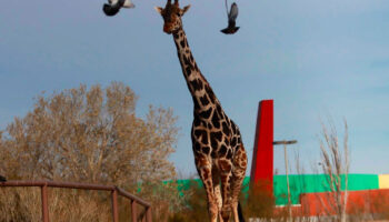 ¡Bienvenido Benito! Tras una larga travesía la jirafa llega a Africam Safari | Video