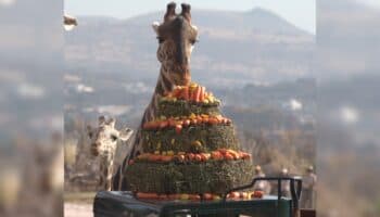 Videos | Benito y su nueva familia celebran con un gran pastel