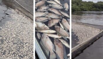 Mueren 90 mil mojarras en Veracruz por contaminación