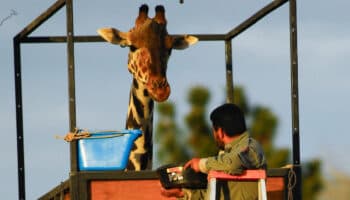 Benito 'no podría estar en un mejor lugar': Director de Desarrollo de Africam Safari | Entérate