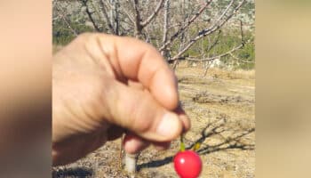 ¡No solo las jacarandas en México! Crecen cerezas en pleno enero en España