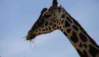 ¡Jirafa Benito, cada vez más cerca de su nuevo hogar! Ya pasó Durango y se encuentra con bien