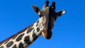 No solo México siguió el traslado de Benito, 'ha dado la vuelta al mundo': Director de Desarrollo de Africam Safari | Video