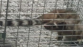 Video | Metro rescata a cacomixtle en la Línea 1; ‘estrenó’ la estación Cuauhtémoc