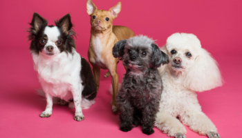 ¿Por qué los perros pequeños viven más tiempo?