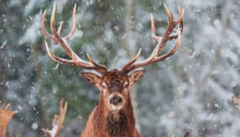 Animales que comen y duermen al mismo tiempo #Niñonautas con Kirén Miret