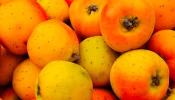 ¿Qué es el tejocote y para qué sirve?