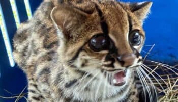 Liberan a tigrillo lanudo que fue víctima de tráfico ilegal