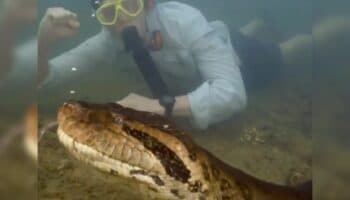 Video | Descubren nueva especie de anaconda en el Amazonas
