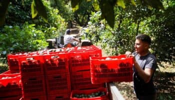 México acuerda con EU que Sader supervise huertos para exportación de aguacate