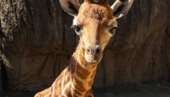 ¿Qué nombre eligieron los capitalinos para la nueva jirafa bebé de Chapultepec?