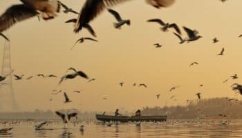 Disminuye población de casi la mitad de especies migratorias