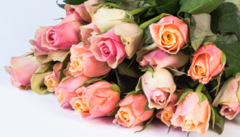 Pesticidas y gestos repetitivos, la dura realidad detrás de las rosas colombianas de San Valentín