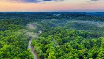 Día Mundial de los Bosques | 'La clave está en producir sin deforestar': WWF