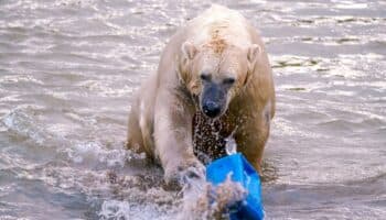 Qué animales son más vulnerables a la extinción por cambio climático