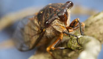 Las cigarras #Niñonautas con Kirén Miret