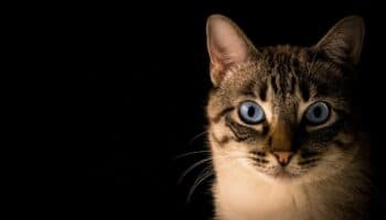 Gato cae a tanque con químicos tóxicos y pone en alerta a ciudad japonesa