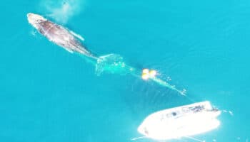 Rescatan a ballena jorobada en Bahía de La Paz | Video