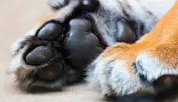 Corea del Sur | Protestan contra ley que prohibe consumo de carne de perro