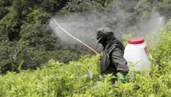 Por no encontrar sustituto, gobierno federal aplaza prohibición de glifosato