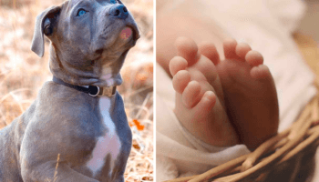 Ataque fatal de dos pitbulls a un bebé de 15 meses en Italia