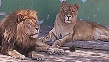 Profepa asegura casi 60 animales de zoológico de Nezahualcóyotl