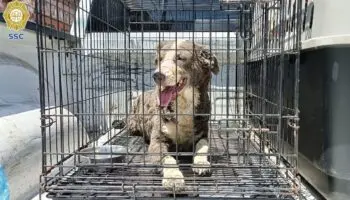 Rescatan a ocho perros tras explosión en vivienda de Tlalpan | Video