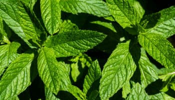 ¿Cuáles son los beneficios de la hierbabuena?