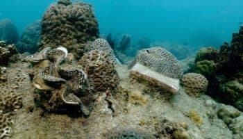 Confirman cuarto evento global de blanqueamiento de corales | NOAA