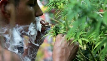 Estados Unidos dará histórico paso al clasificar la marihuana como una droga de bajo riesgo