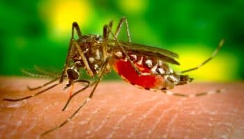 Casos de dengue se disparan en México 388.7% en un año