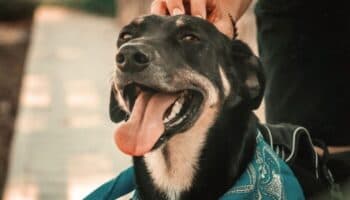 Conoce los cambios más recientes a la Ley de Protección Animal de CDMX | Eutanasia, maltrato y sanciones