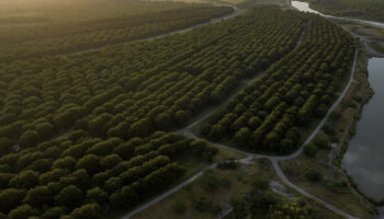 Texas afronta reseca temporada de cultivo mientras EU y México discuten tratado sobre el agua