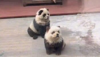 Video | Tiñen perros chow chow para que parezcan pandas en China