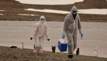 La OMS asegura que hay una 'epizootia mundial' de gripe aviar