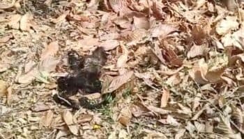 Estas hipótesis tiene Semarnat sobre lo que provoca la muerte de monos aulladores en Tabasco y Chiapas