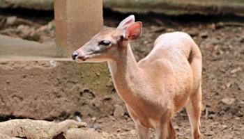 Mueren 7 animales tras el cierre de los zoológicos en Costa Rica