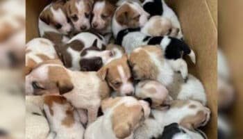 Salvan a 30 cachorritos abandonados en una caja