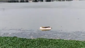 Edomex: Secretaría de Seguridad resguarda Laguna La Piedad por cocodrilo que vive en sus aguas contaminadas