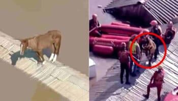 Videos | ¡Bravo! Rescatan a Caramelo, caballo atrapado en un techo por las inundaciones en Brasil