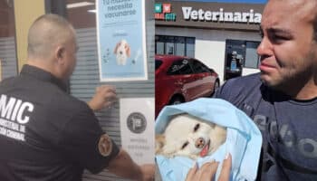 Denuncia muerte de perrita en veterinaria; fiscalía Sonora activa operativo