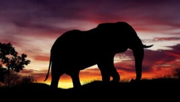 Elefantes se identifican entre sí con un nombre propio dentro de la manada: estudio