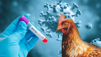 La OMS es notificada de cuatro nuevos casos de gripe aviar H5N1 en humanos en EU