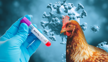 OMS aclara reciente muerte en México que se atribuyó a gripe aviar