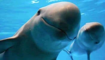 ¡Malas noticias! Número de vaquitas marinas avistadas baja a 9