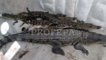 ¿Plaga de cocodrilos en Tamaulipas? Capturan 165 ejemplares en zonas urbanas | Video