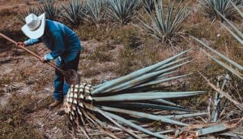 Balanza agroalimentaria de México registra superávit de 4,890 mdd de enero a mayo
