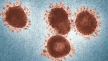 Detectan brote de virus de la lengua azul en Francia ¿cómo se contagia?