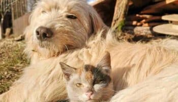 Huracán Beryl: ¿Dónde están los refugios para animales de compañía en Quintana Roo?